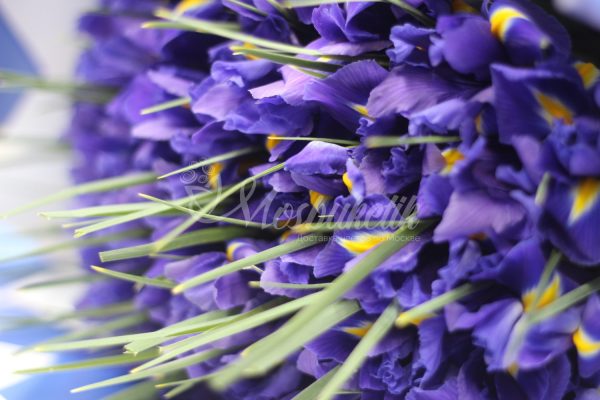 Букет из 51 ирисов — изображение 2