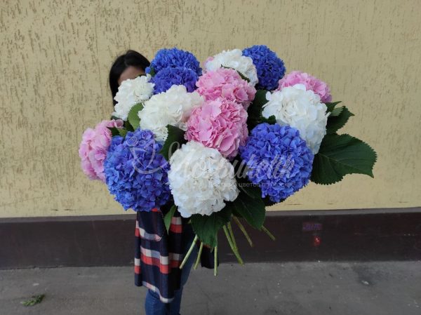 Букет из 15 голландских гортензий