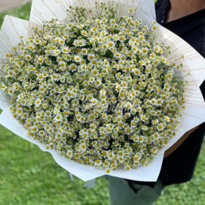 Букет из 75 ромашек