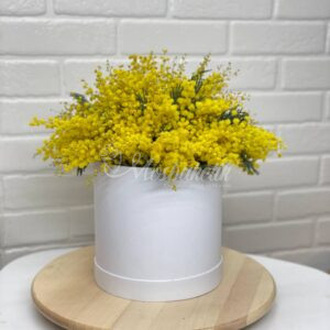 Пушистая мимоза в коробке