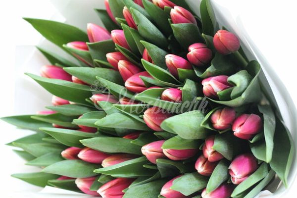 Букет из 49 тёмно-розовых тюльпанов — изображение 7