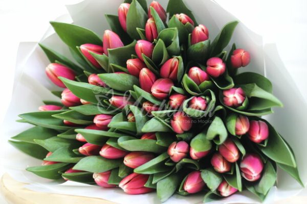 Букет из 49 тёмно-розовых тюльпанов — изображение 2