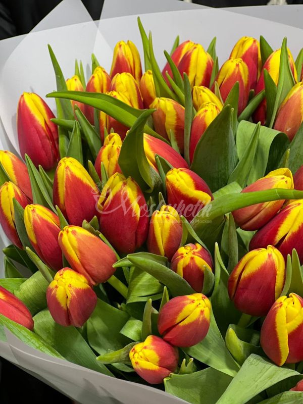 Букет из 49 тюльпанов огонь — изображение 2
