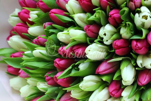 Букет из 101 белых и розовых тюльпанов — изображение 2