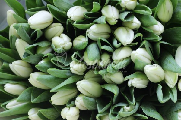 Букет из 51 белых тюльпанов в матовой плёнке — изображение 2