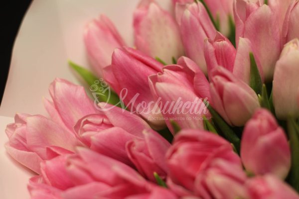 Букет из 51 нежных тюльпанов — изображение 2