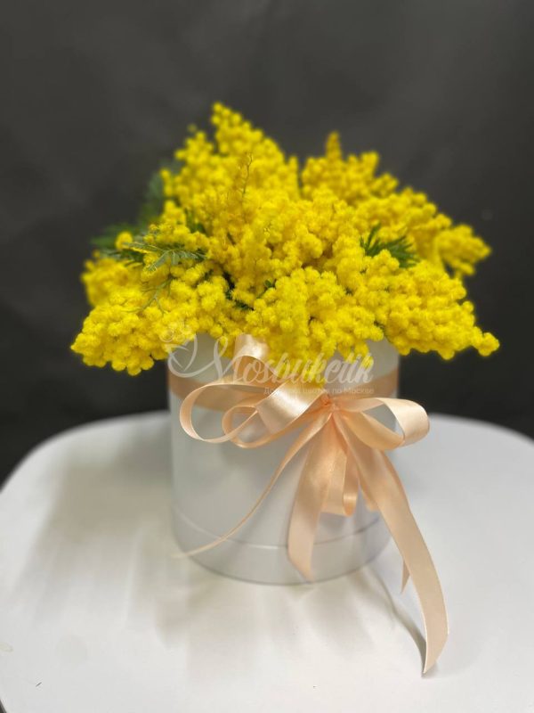 Прекрасная мимоза в коробке — изображение 4