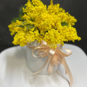 Прекрасная мимоза в коробке