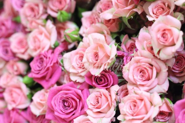 Букет из 29 кустовых роз