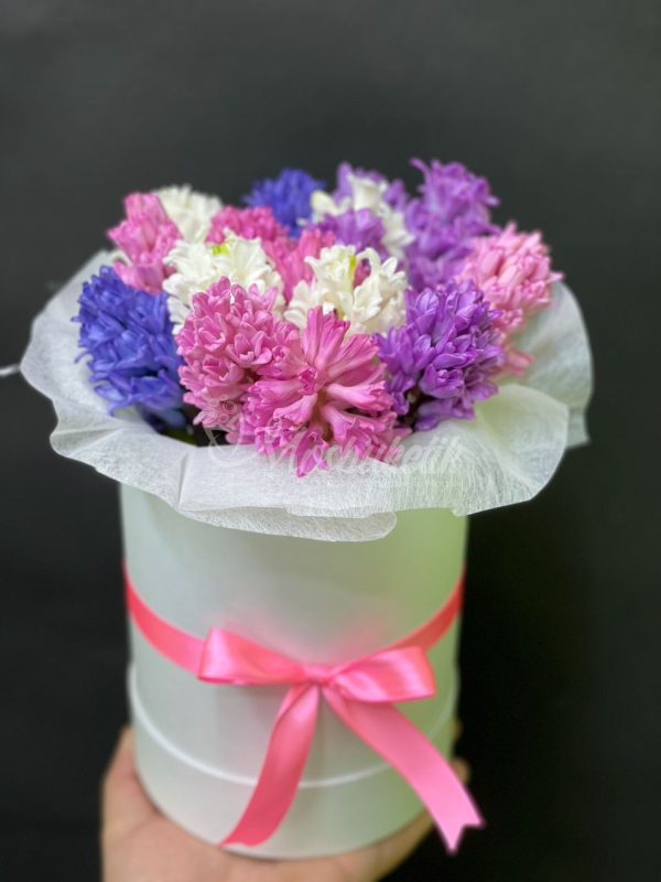 25 шт гиацинт в коробке