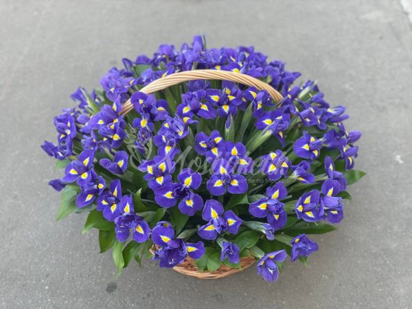 101 ирисов в корзине