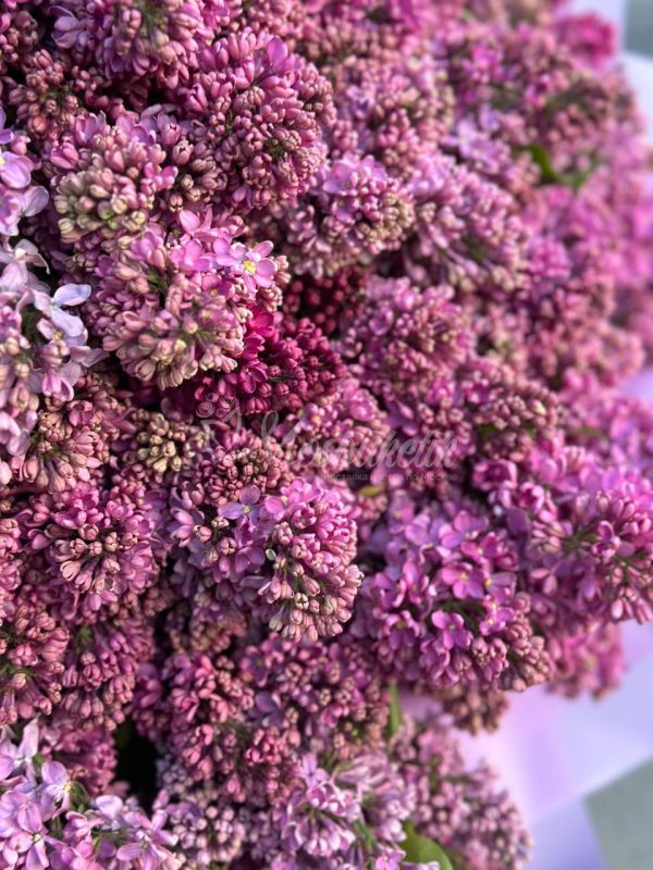 Букет из 75 сирени