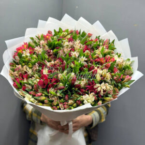 Букет из 49 альстромерий