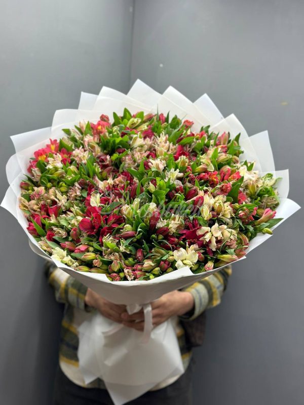 Букет из 49 альстромерий