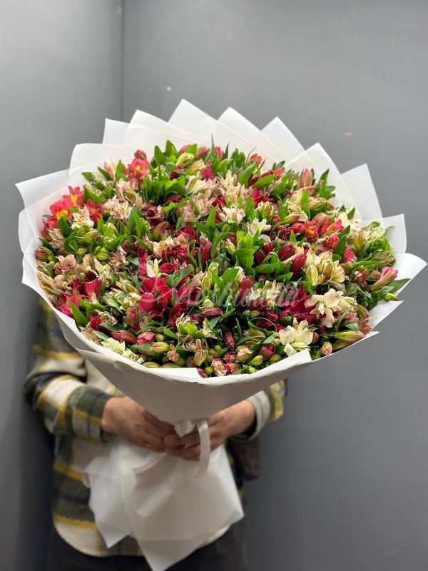 Букет из 49 альстромерий