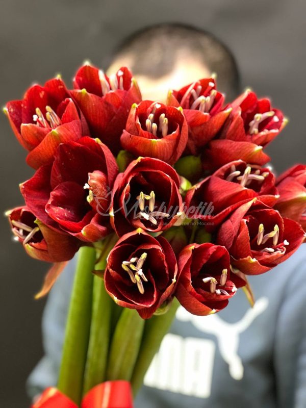 Букет из 5 красных амариллисов — изображение 3