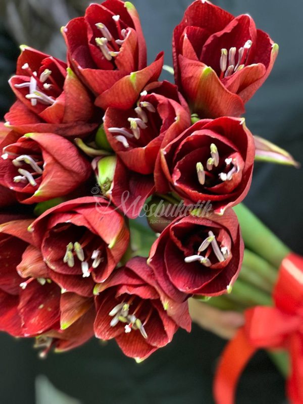 Букет из 5 красных амариллисов — изображение 2