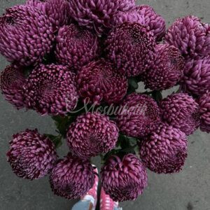 Букет из 21 фиолетовых крупных хризантем в ленте