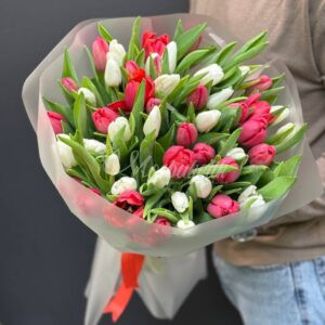 Букет из 51 красных и белых тюльпанов