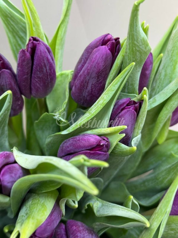 Букет из 25 фиолетовых тюльпанов — изображение 8