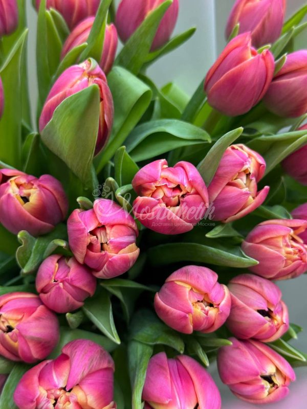 Букет из 25 пионовидных тюльпанов Каламбус — изображение 3