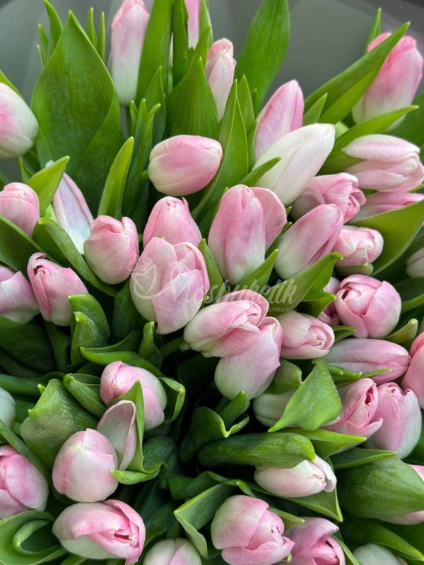 Букет из 51 розовых тюльпанов — изображение 3
