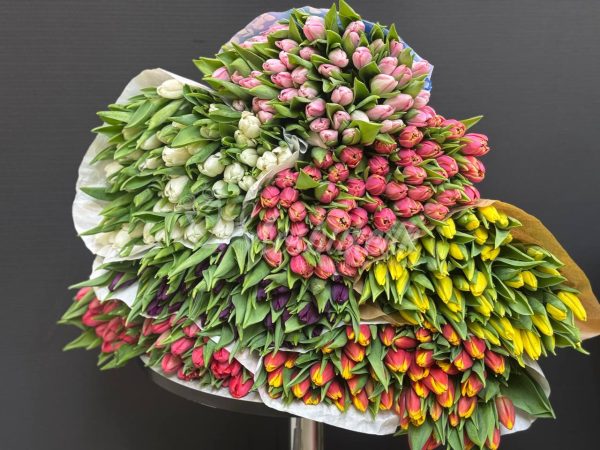 Тюльпаны по пачкам "1 пачка =  (50шт) тюльпанов"