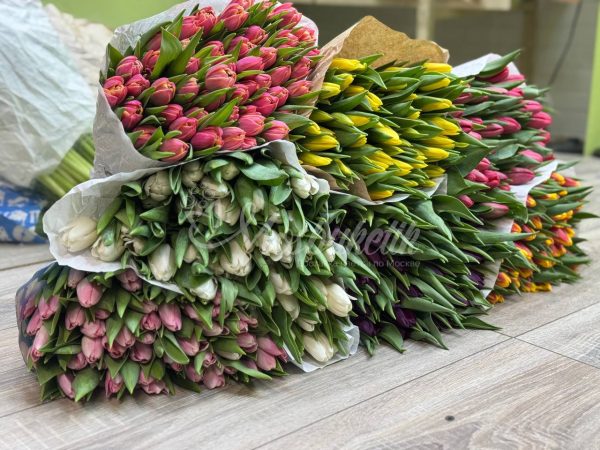 Тюльпаны по пачкам "1 пачка =  (50шт) тюльпанов" — изображение 3